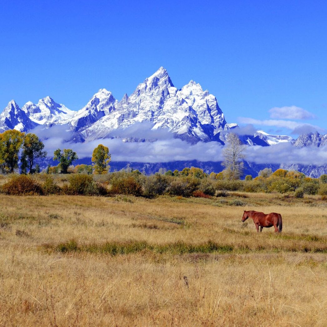 Panorama of Lone horse in the Rocky Mountains, Grand Teton National Park, Wyoming, USA