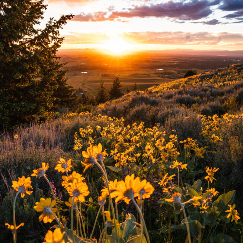 Wildflower Sunset in Bozeman, Montana