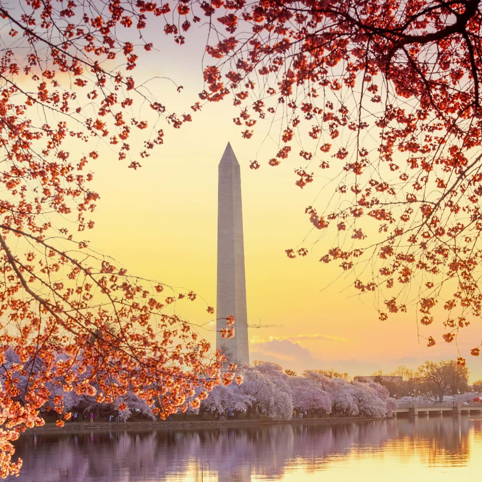 Washington Monument during the Cherry Blossom Festival. Washington, D.C. in USA